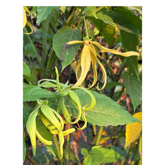 Premium Ylang Ylang