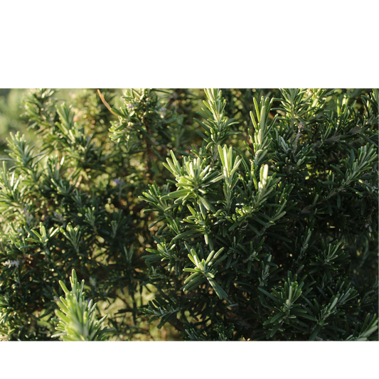 Premium Rosemary