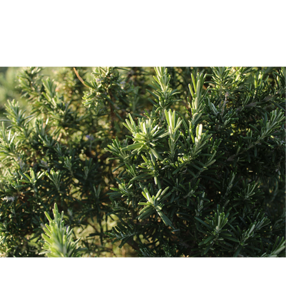 Premium Rosemary