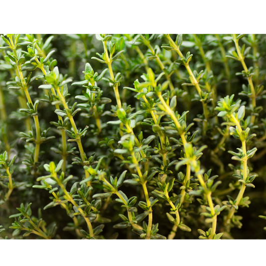 Premium Thyme