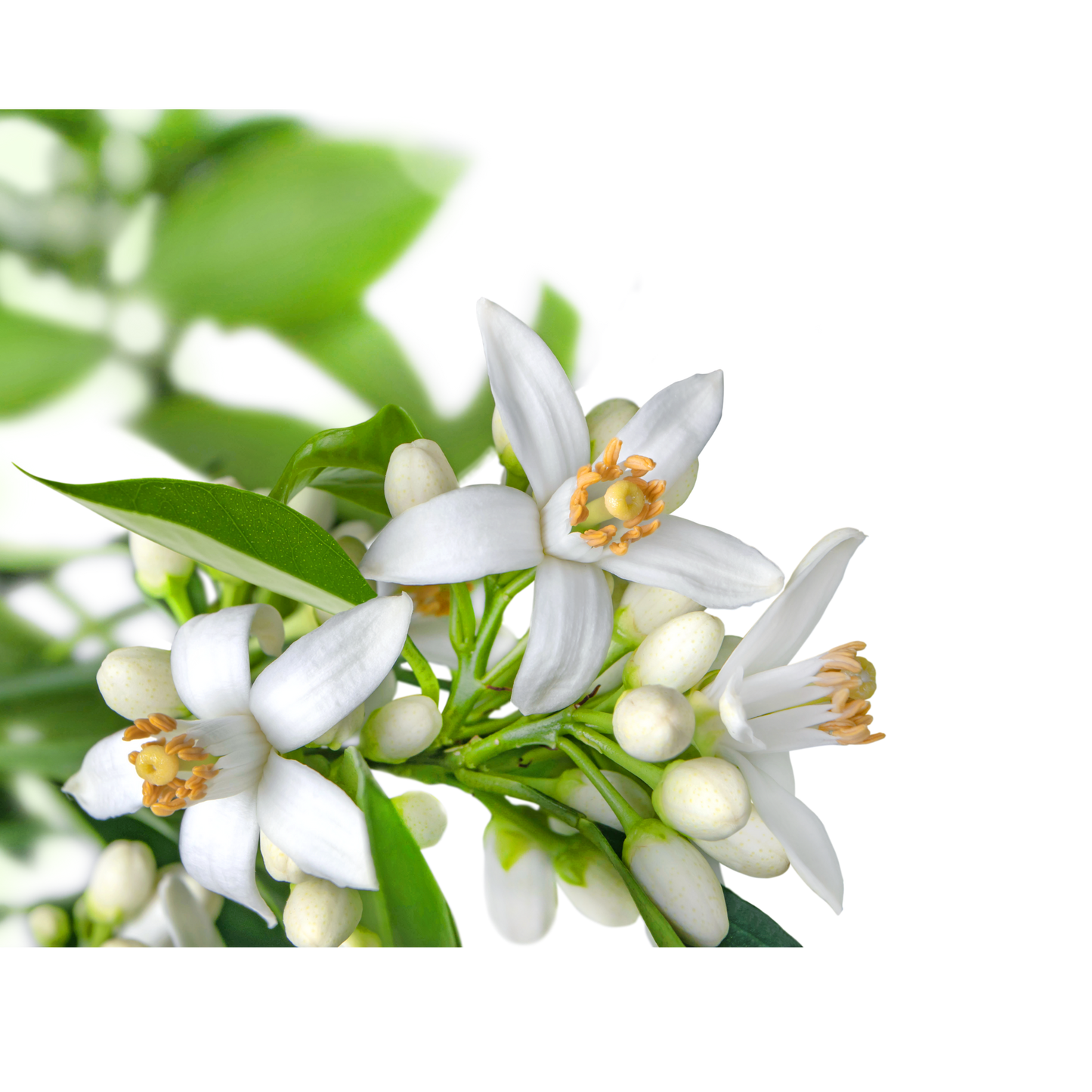 Premium Neroli