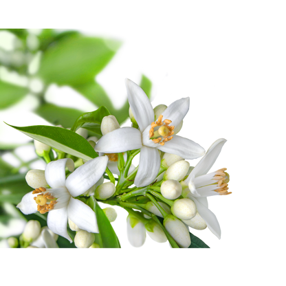 Premium Neroli