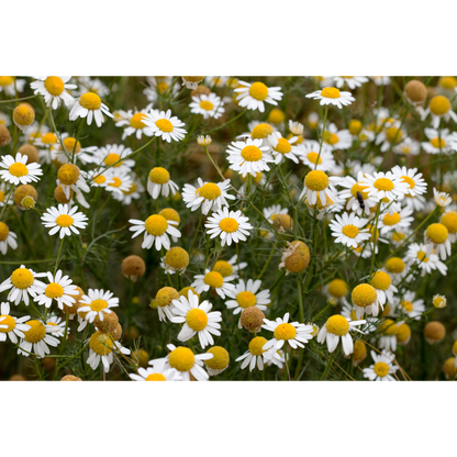 Chamomile
