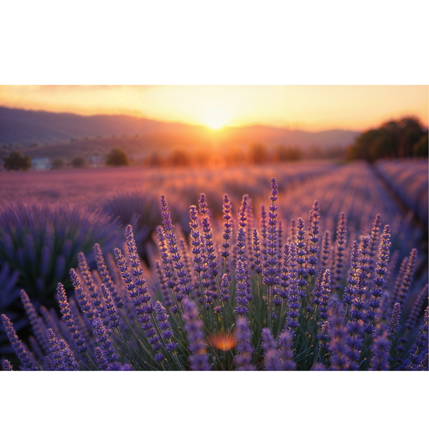 Lavender