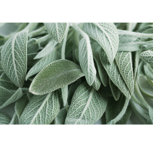 Clary Sage